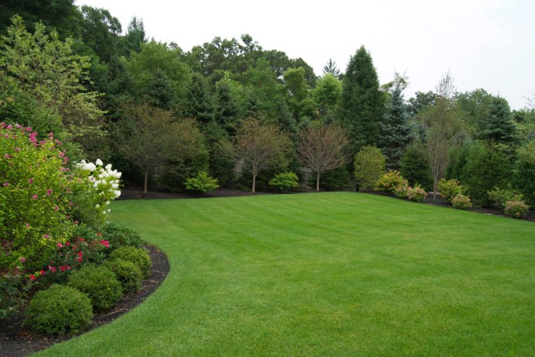 transformations - after - a full lawn and privacy screening