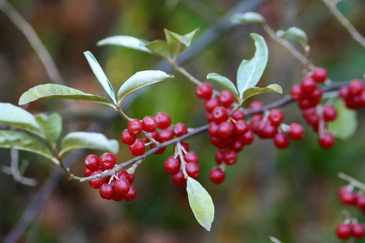 Autumn olive is an invasive Massachusetts shrub that spreads readily by seed and can form dense colonies in sunny, disturbed areas.
