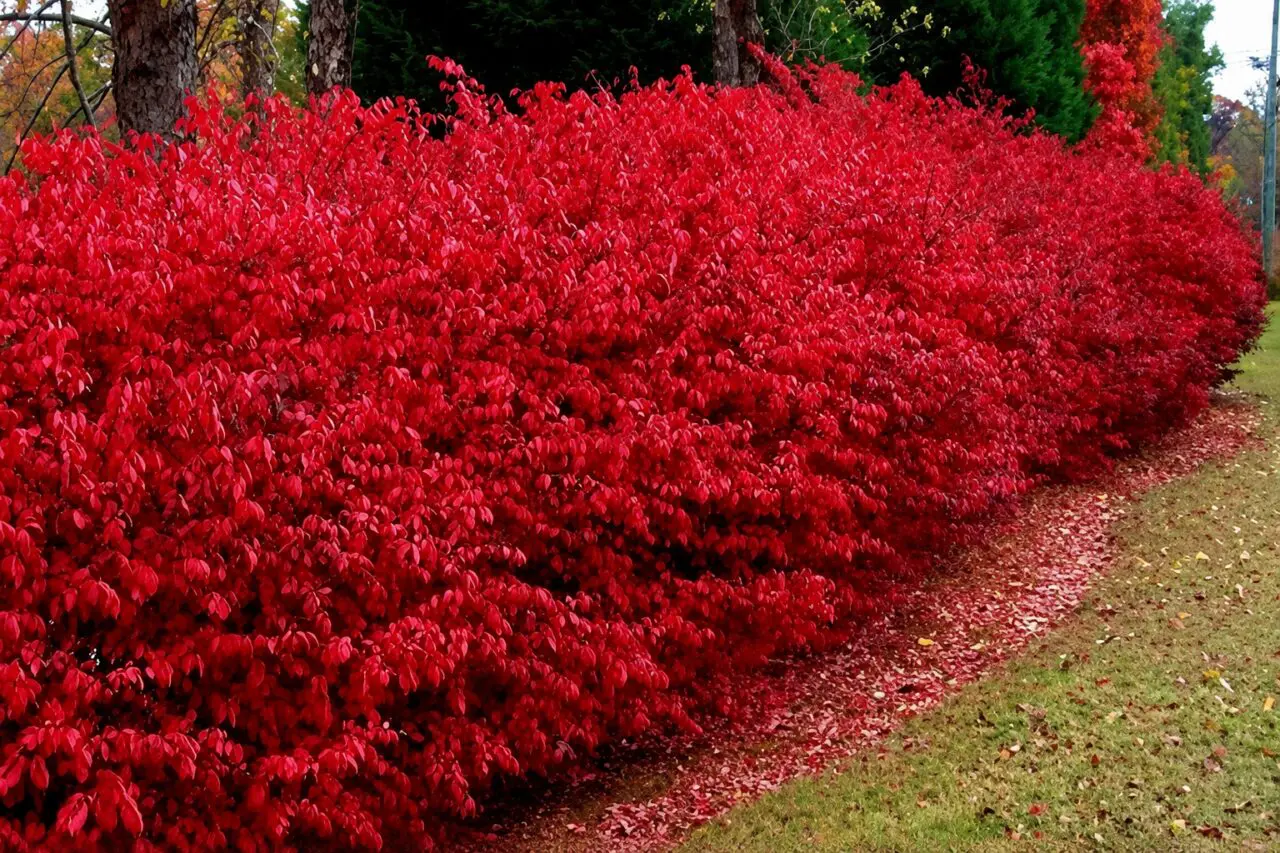 Burning bush is an invasive Massachusetts shrub known for its vivid red fall foliage and ability to spread into natural areas.