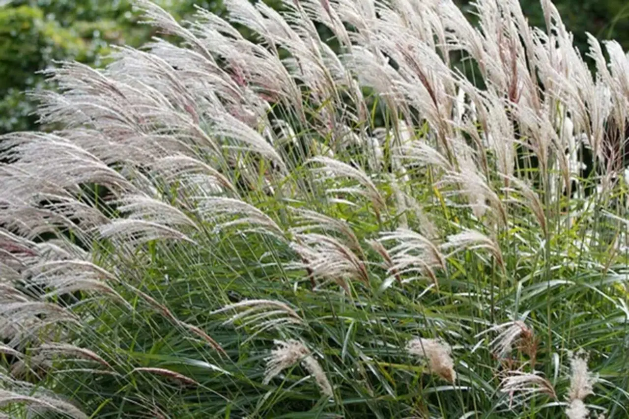Chinese silvergrass is an invasive ornamental grass recently added to Massachusetts’ prohibited plant list due to its ability to spread beyond designed landscapes.