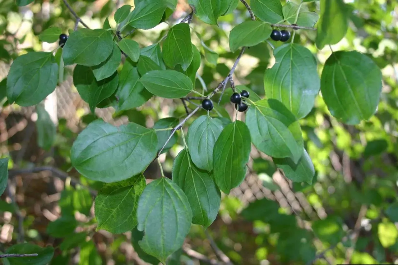 Common buckthorn is an invasive Massachusetts shrub or small tree that spreads by seed and can form dense growth along woodland edges.