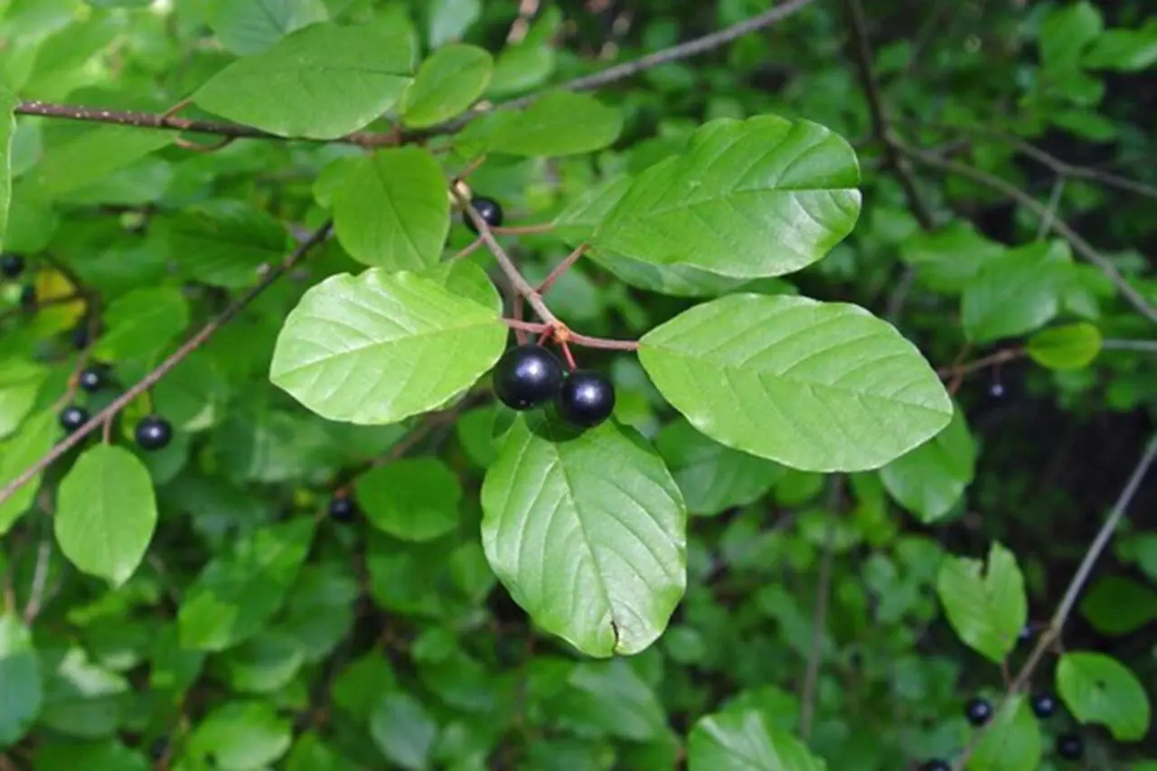 Glossy buckthorn is an invasive Massachusetts shrub that often forms dense colonies in wetlands, low areas, and woodland edges.