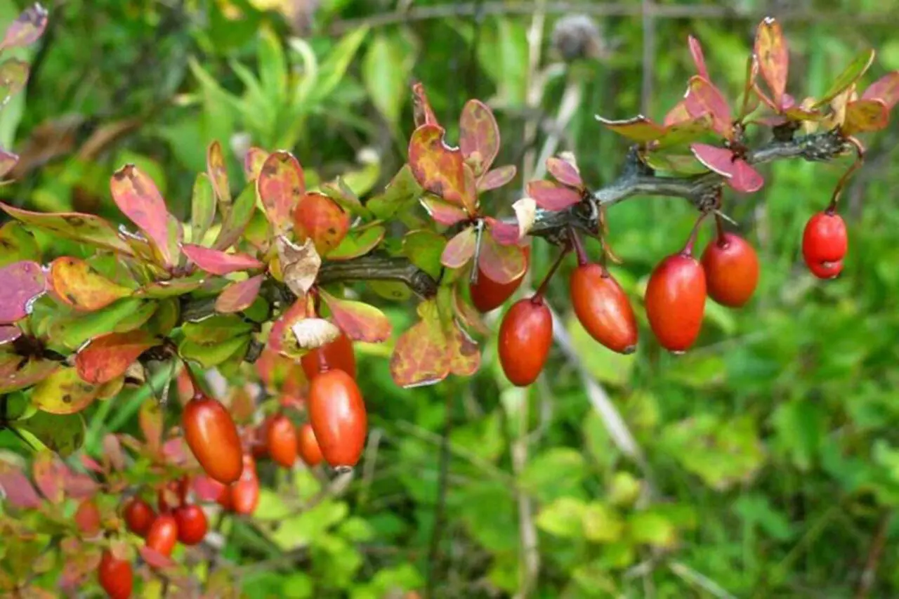Japanese barberry is an invasive Massachusetts shrub that can spread beyond gardens and form dense thickets in natural areas.
