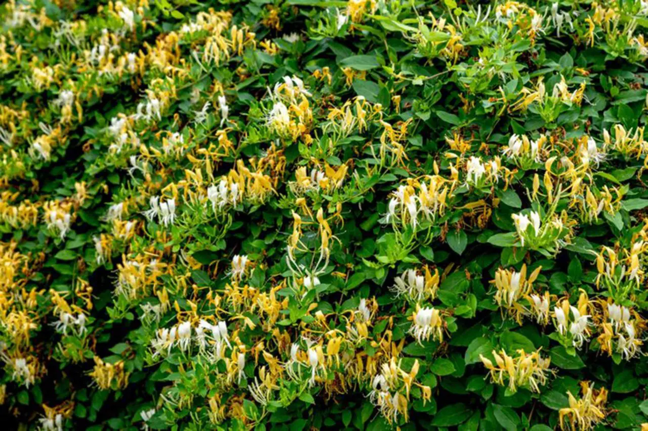 Japanese honeysuckle is an invasive vine that can spread over shrubs and woodland vegetation, suppressing the plants beneath it.