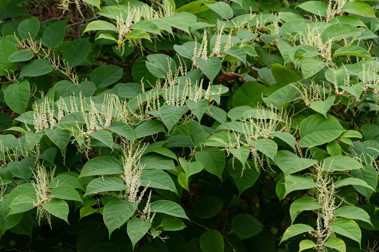 Japanese knotweed is a highly invasive Massachusetts plant that forms dense colonies and can spread from small rhizome fragments.