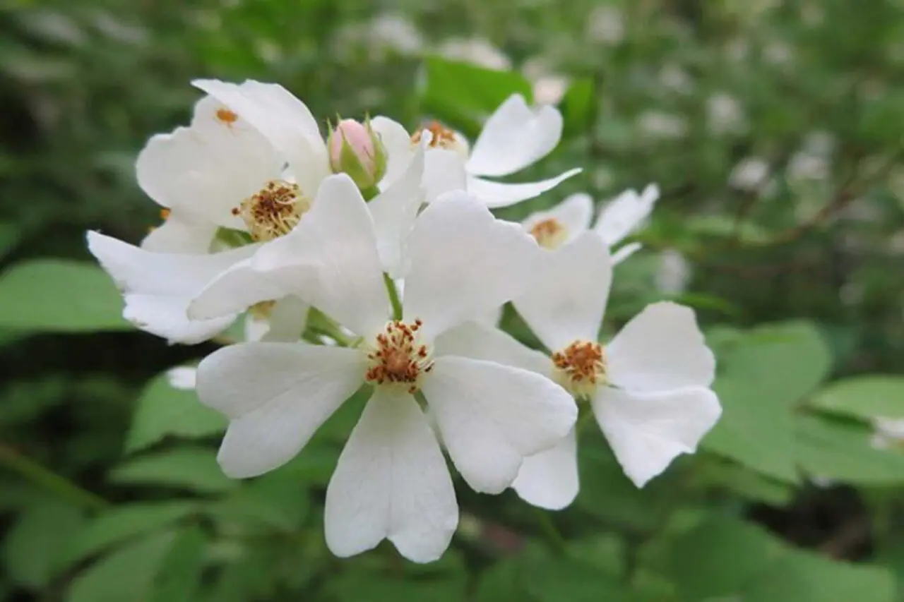 Multiflora rose is an invasive Massachusetts shrub that forms dense, thorny thickets and can overwhelm nearby vegetation.