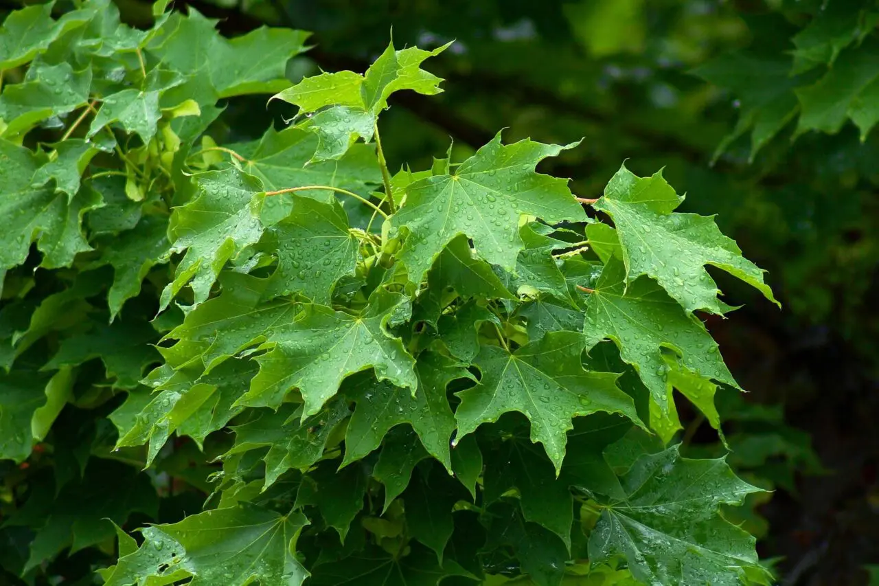Norway maple is an invasive Massachusetts tree that can spread into woodlands and crowd out native trees and understory plants.