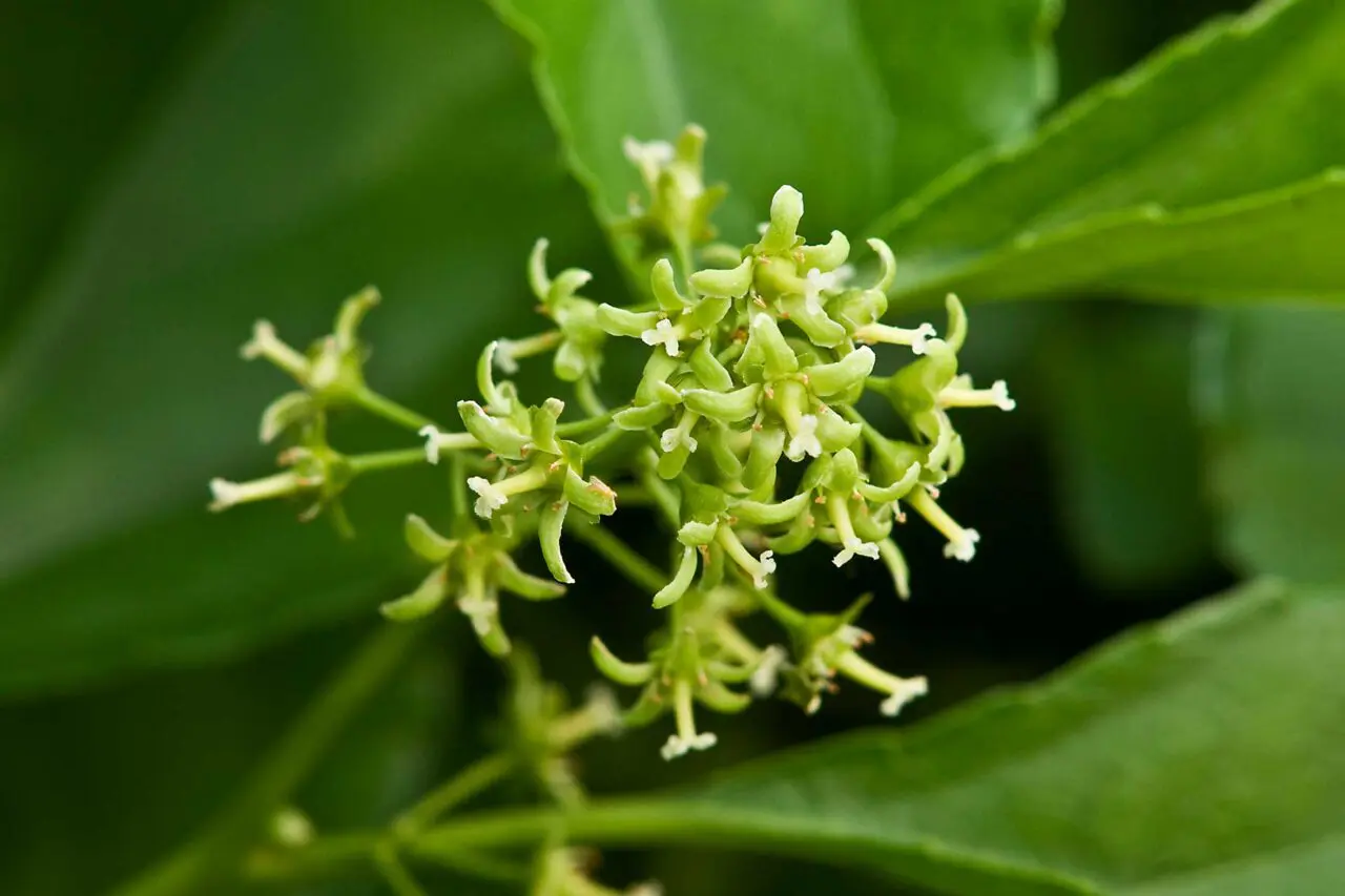 Oriental bittersweet is an invasive Massachusetts vine that can smother trees and shrubs as it spreads through gardens and natural areas.