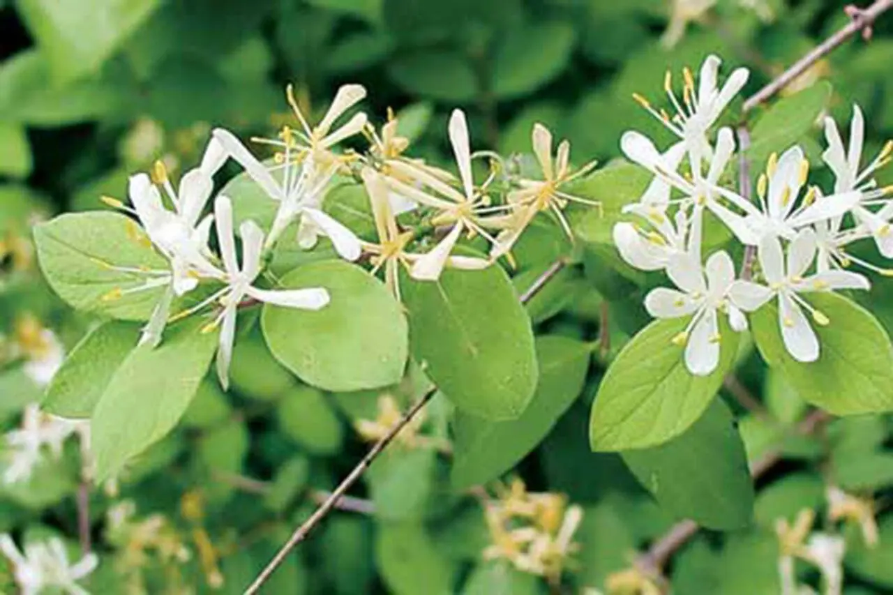 nvasive shrub honeysuckles can form dense growth along woodland edges, shading native plants and disrupting the understory.