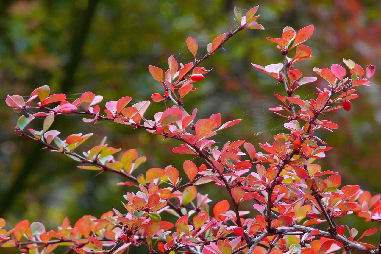 Japanese barberry is an invasive Massachusetts shrub that can spread into natural areas and crowd out native plants.