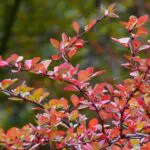 Japanese barberry is an invasive Massachusetts shrub that can spread into natural areas and crowd out native plants.