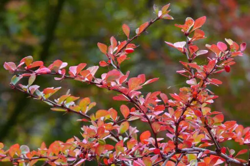 Japanese barberry is an invasive Massachusetts shrub that can spread into natural areas and crowd out native plants.