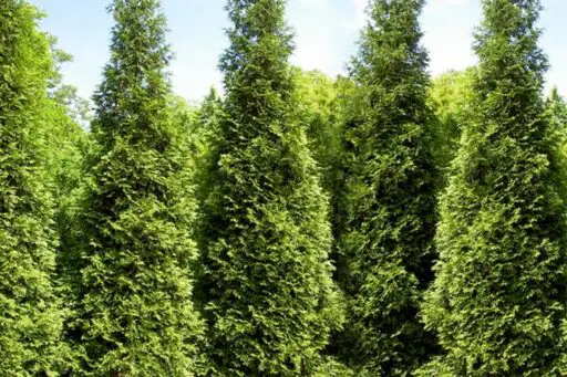 Tall arborvitae trees creating a lush evergreen privacy screen in a thoughtfully designed New England residential landscape.