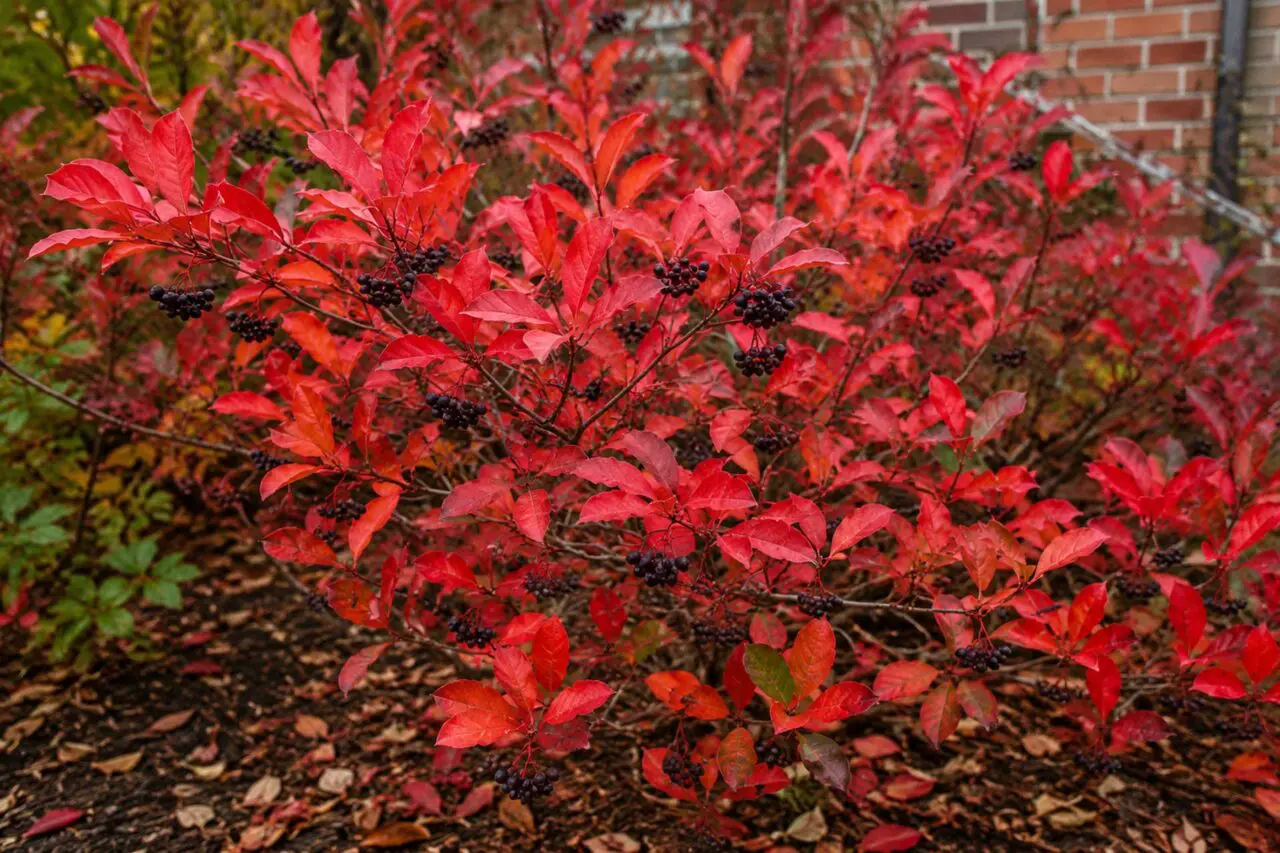Chokeberry (Aronia arbutifolia) is a native shrub prized for its brilliant red fall foliage, spring flowers, and persistent berries that provide lasting seasonal beauty and valuable wildlife habitat.
