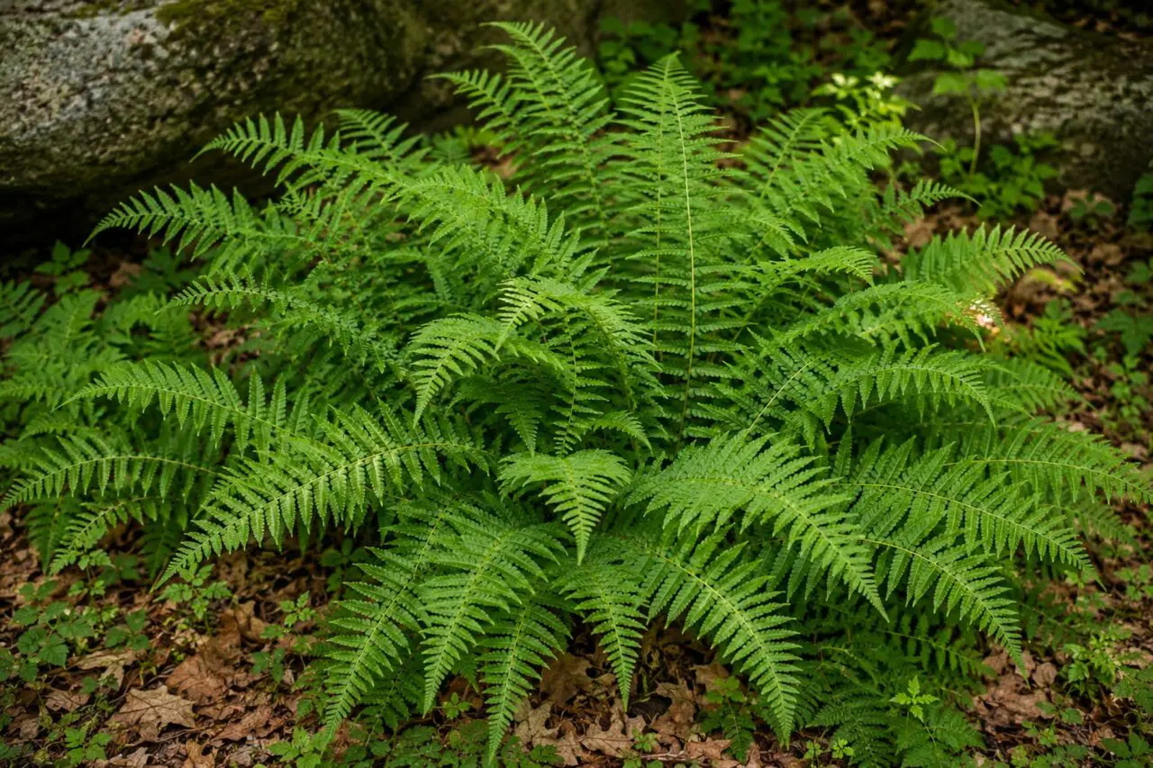 Hay-Scented Fern (Dennstaedtia punctilobula) is a native fern that spreads to form lush colonies, making it an excellent choice for stabilizing shaded slopes and creating natural woodland groundcover.