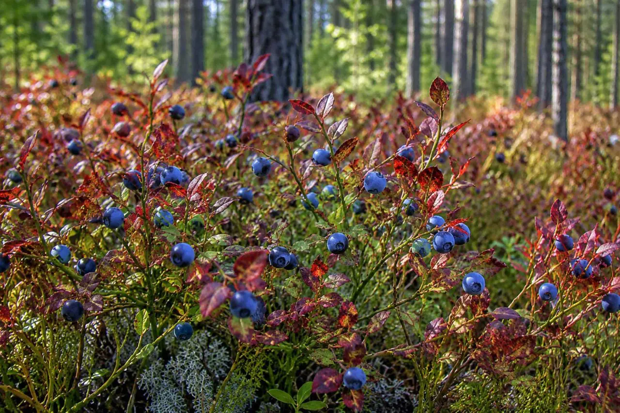 Lowbush Blueberry (Vaccinium angustifolium) is a native shrub that helps stabilize slopes while providing spring flowers, edible summer berries, and brilliant red fall foliage.