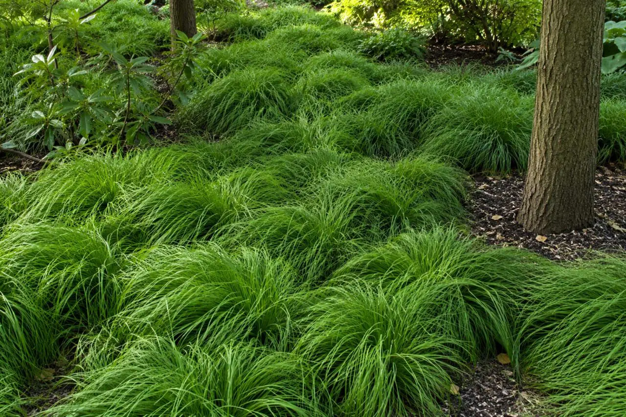 Pennsylvania Sedge (Carex penssylvanica) is a native, low-maintenance groundcover that forms soft, flowing mounds of fine-textured foliage, making it an excellent choice for stabilizing shaded slopes and woodland gardens.