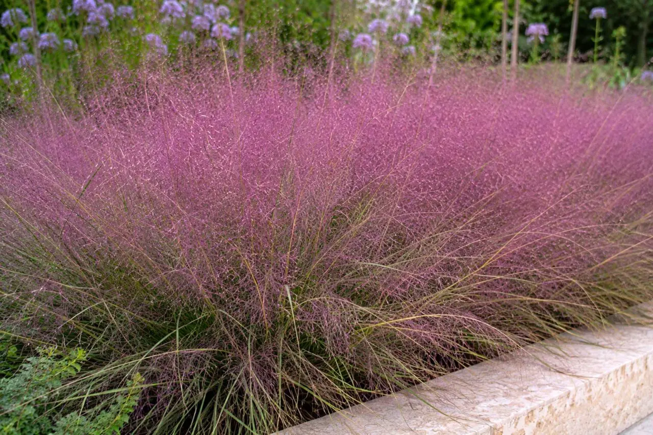 Purple Lovegrass (Eragrostis spectabilis) is a native ornamental grass with airy purple flower clouds that add late-season color while helping stabilize dry, sandy soils.