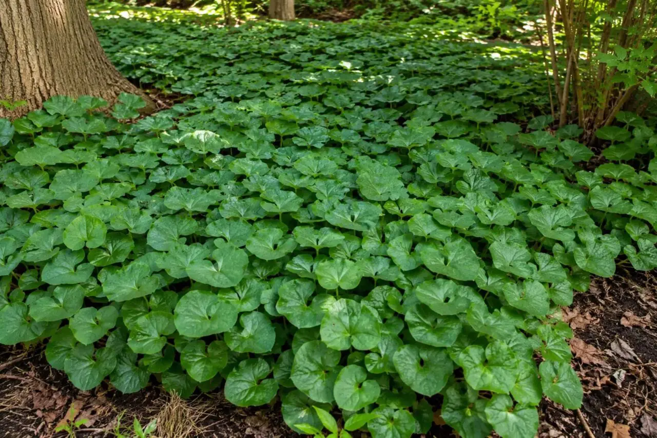 Wild Ginger (Asarum canadense) is a native woodland groundcover that forms a dense car