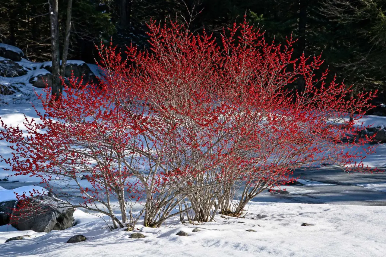 Winterberry (Ilex verticillata) brightens the winter landscape with brilliant red berries that persist after the leaves have fallen, providing exceptional seasonal interest and an important food source for birds and other wildlife.