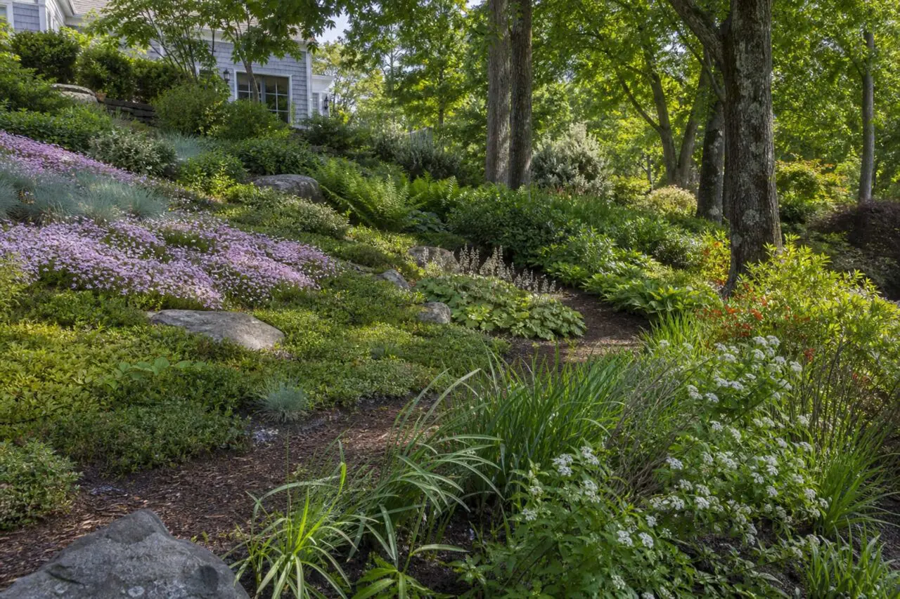 Layered ground covers, grasses, perennials, and shrubs help stabilize this Massachusetts slope while responding to changing sun and moisture conditions.