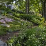 Layered ground covers, grasses, perennials, and shrubs help stabilize this Massachusetts slope while responding to changing sun and moisture conditions.