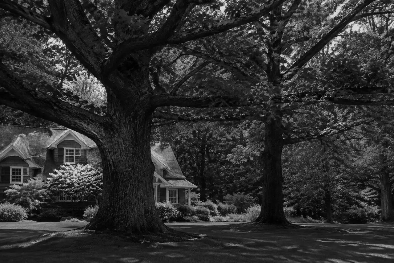 A mature oak tree adds timeless beauty and character to a Lincoln, MA landscape.