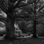 A mature oak tree adds timeless beauty and character to a Lincoln, MA landscape.