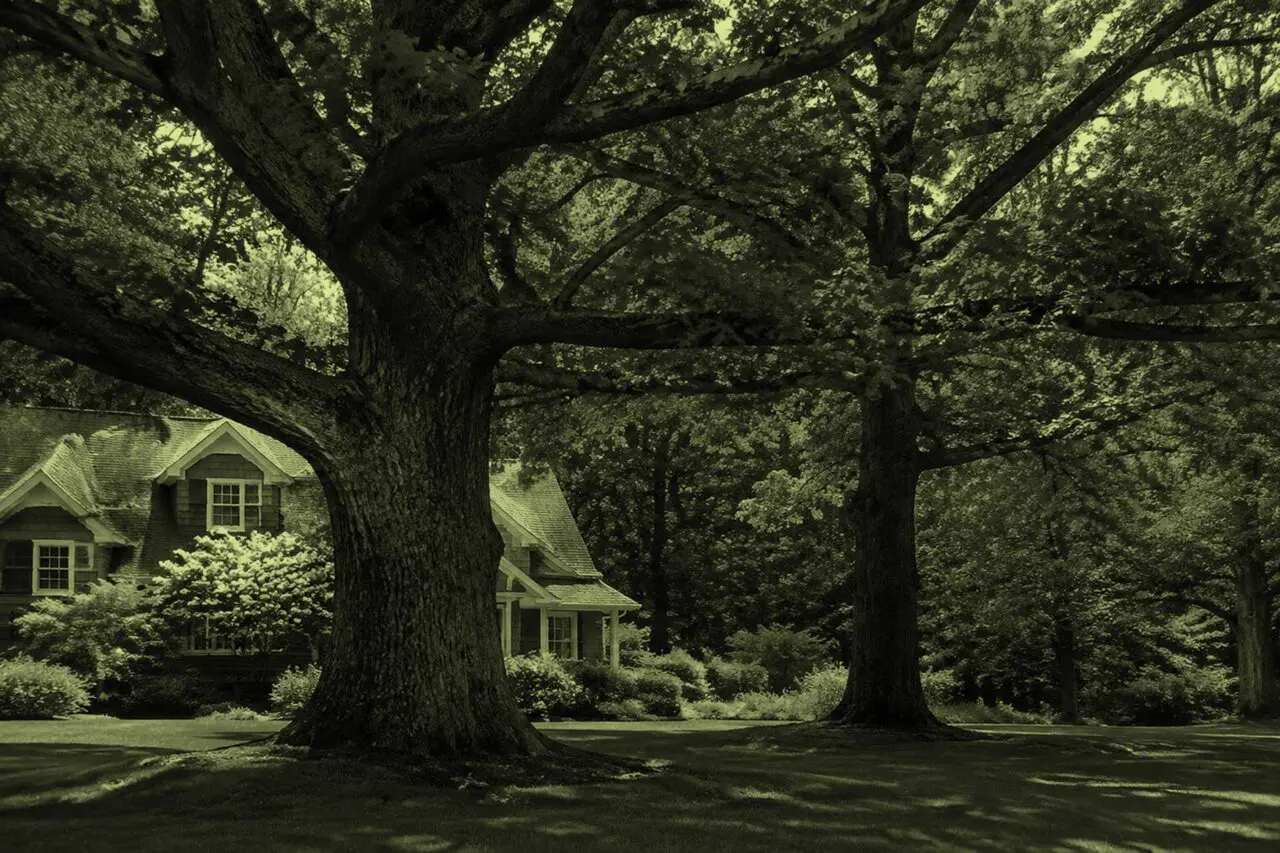 Lincoln, MA - A mature oak tree adds timeless beauty and character to a classic New England landscape.