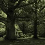 Lincoln, MA - A mature oak tree adds timeless beauty and character to a classic New England landscape.