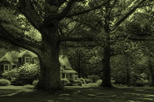 Lincoln, MA - A mature oak tree adds timeless beauty and character to a classic New England landscape.