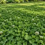 Clover Ground Cover