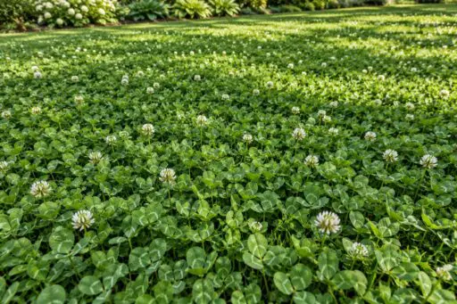 Clover Ground Cover