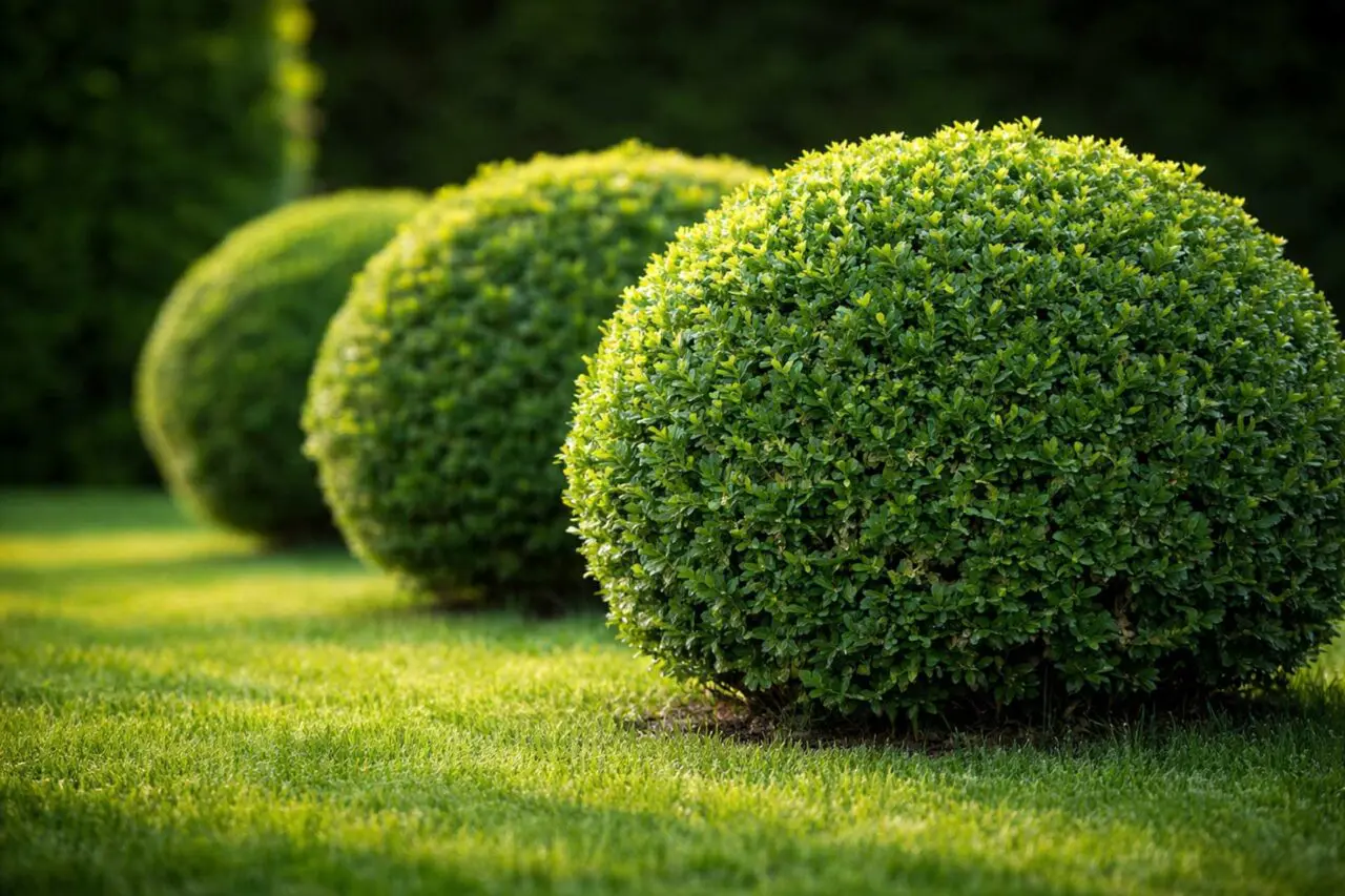 Boxwood forms tidy evergreen mounds or hedges with dense foliage that deer usually avoid because of its aromatic leaves.