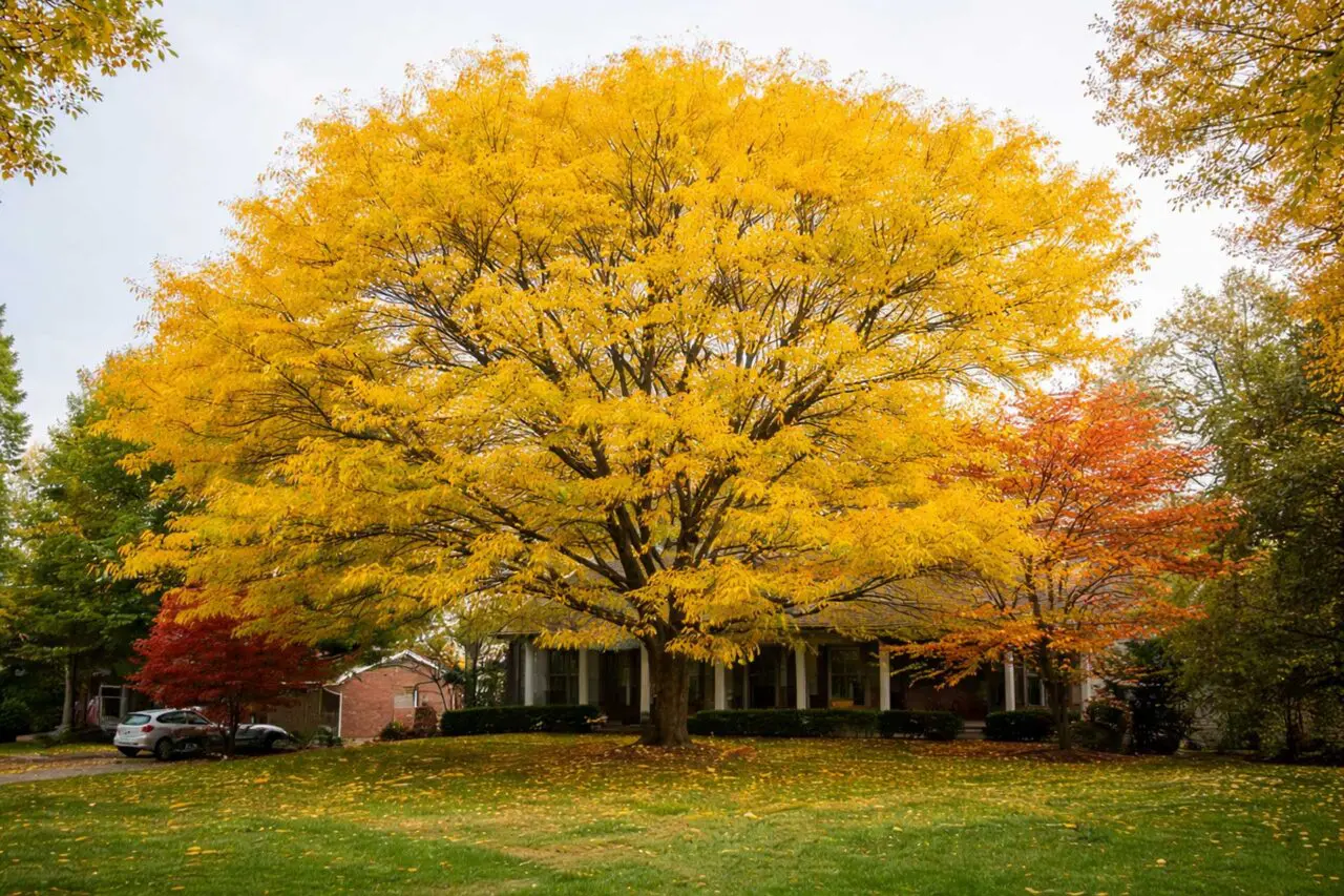 Honey locust trees are generally avoided by deer due to their small compound leaves and open canopy that offers little tender foliage to browse.