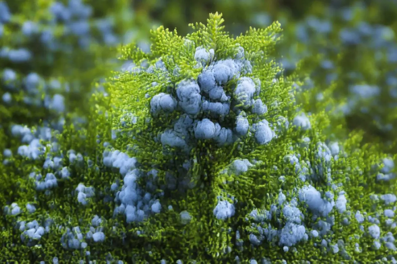 Juniper offers year-round structure with fragrant, needle-like foliage that deer rarely browse due to its sharp texture and strong scent.