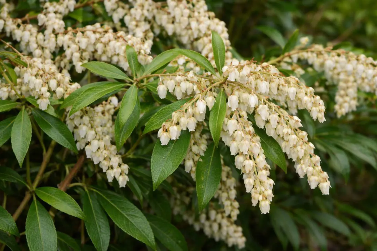 Pieris japonica features elegant cascading flowers in early spring and leathery evergreen foliage that deer generally leave untouched.
