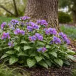 Lungwort (Pulmonaria) features softly speckled leaves covered in coarse hairs, a texture that helps deter deer and rabbits while adding early-season color to shaded garden beds.