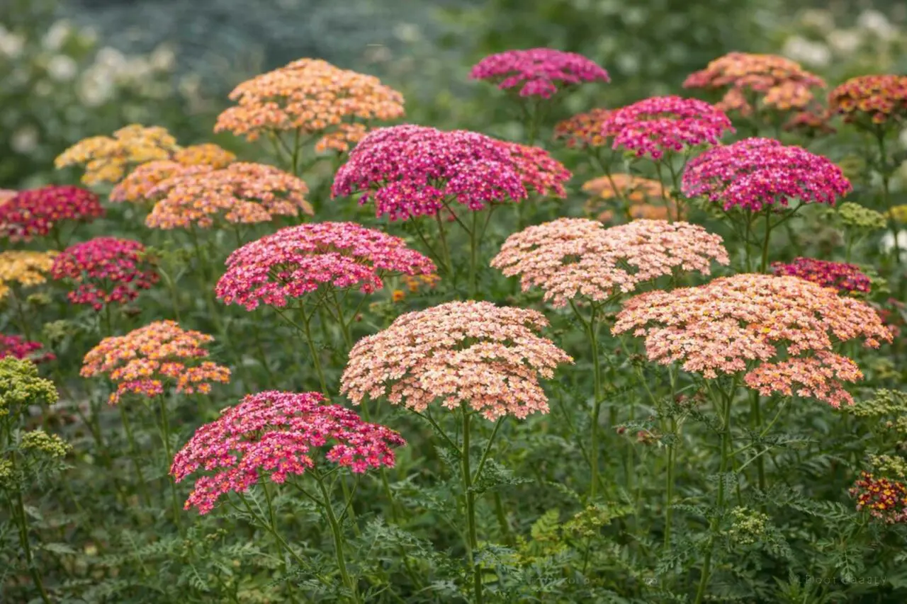 Yarrow’s flat clusters of colorful blooms and aromatic, fern-like foliage make it a resilient and relatively deer-resistant choice for sunny planting beds.
