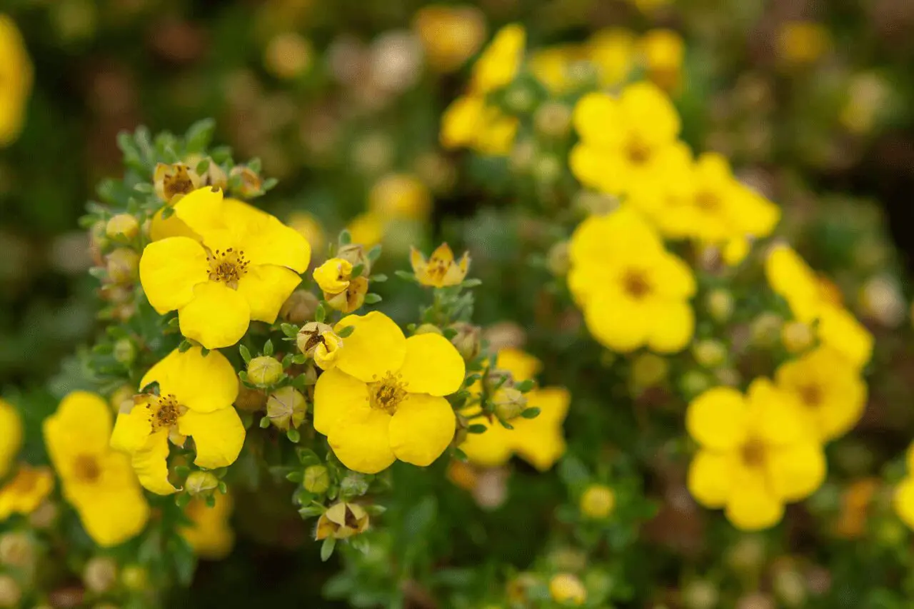 Bush Cinquefoil