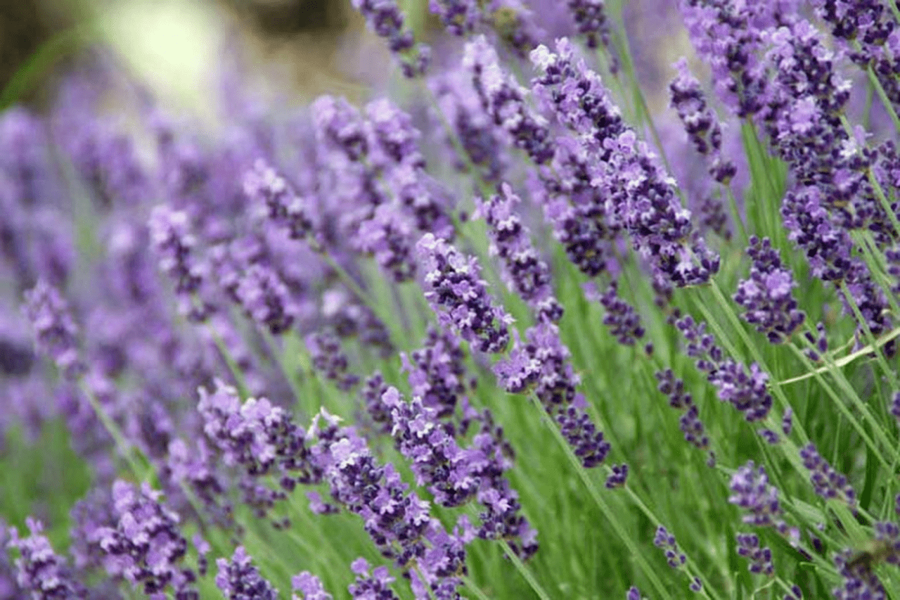 English Lavender
