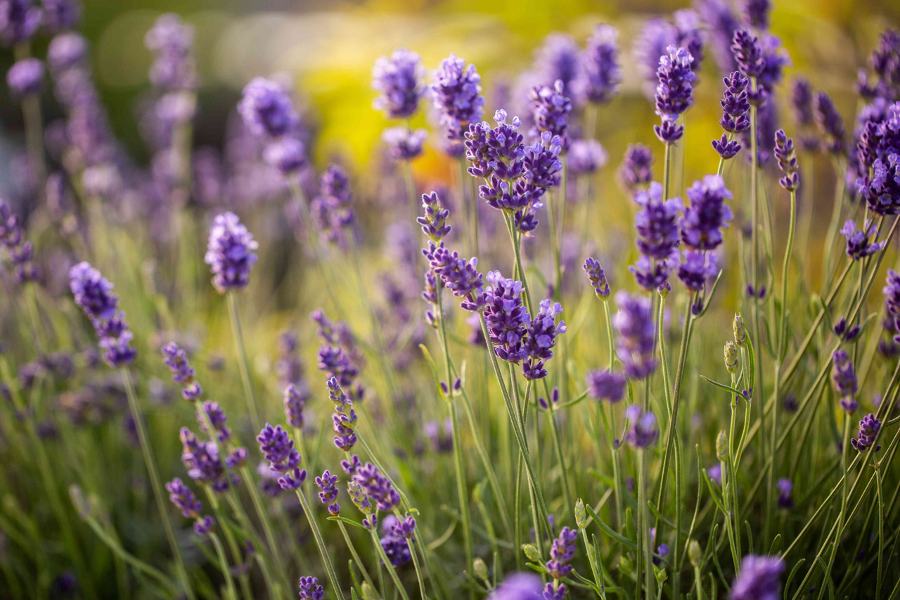 English Lavender