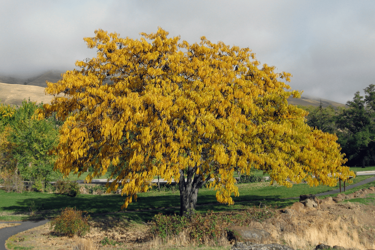 Honeylocust