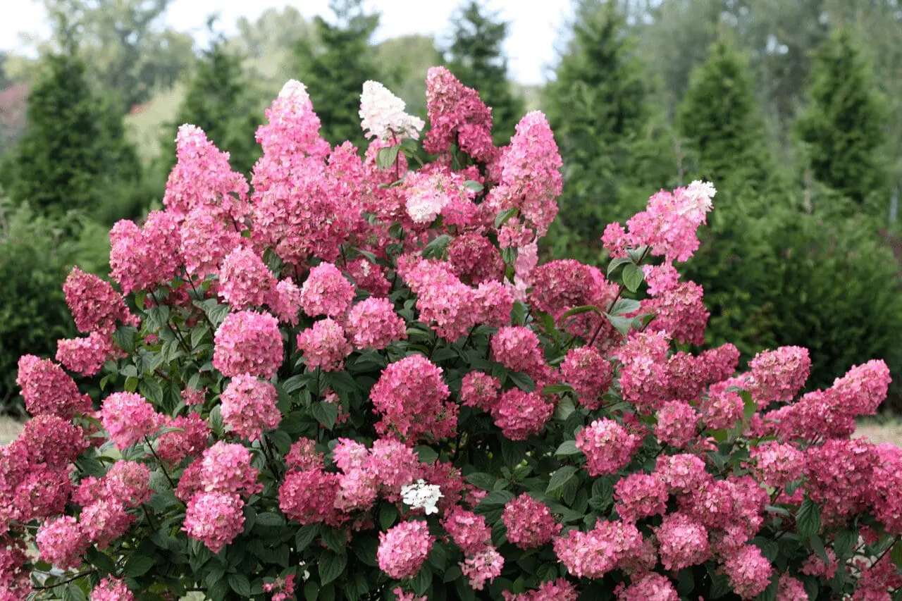 Panicle hydrangea with abundant white flower clusters emerging above fresh green foliage, creating a full, layered summer display.