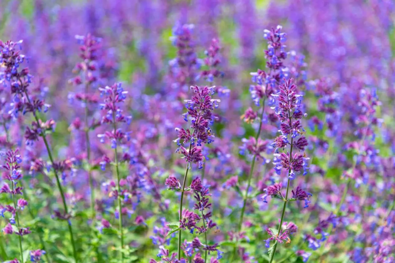 Nepeta