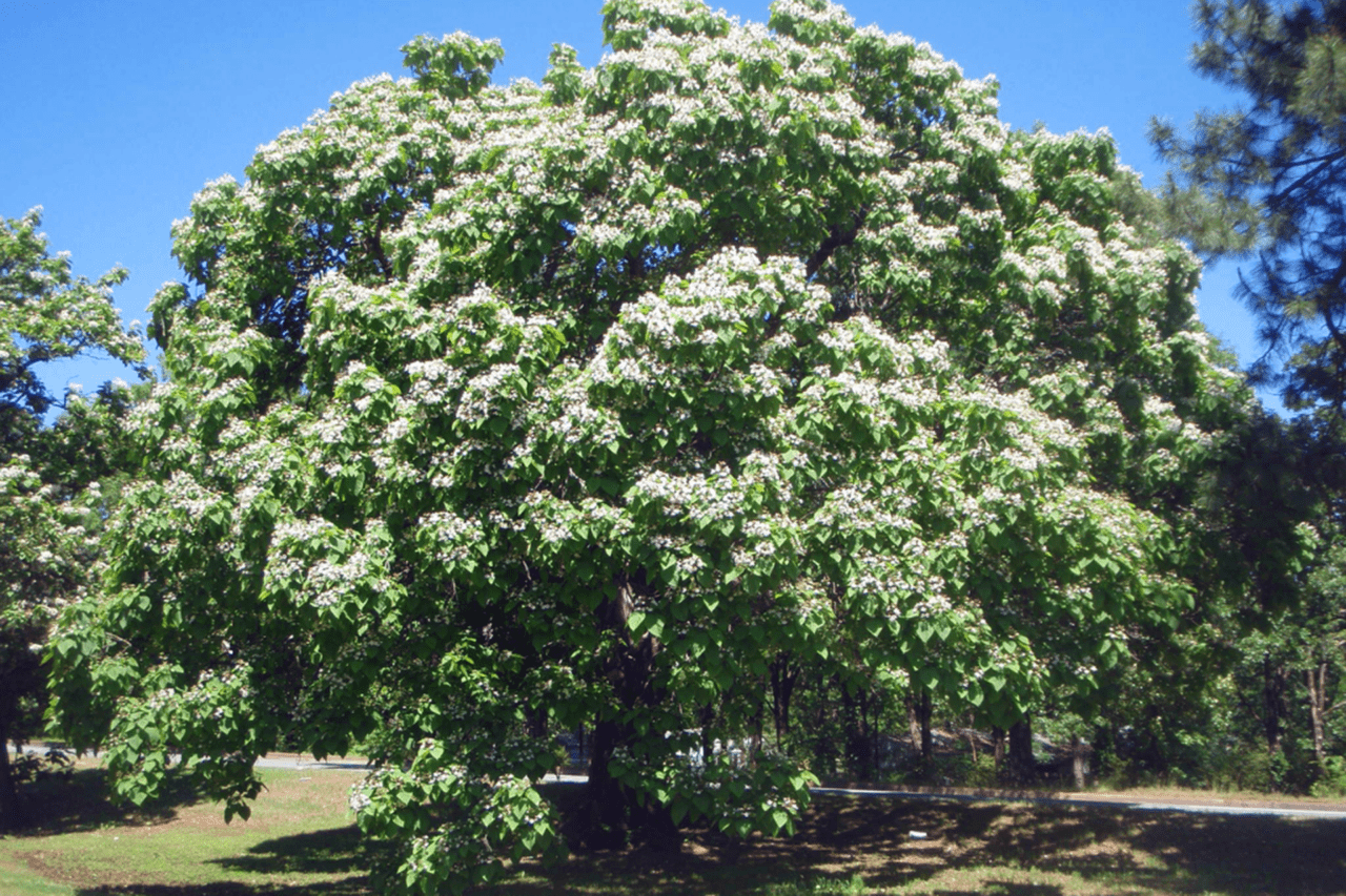 Northern Catalpa Catalpa Speciosa