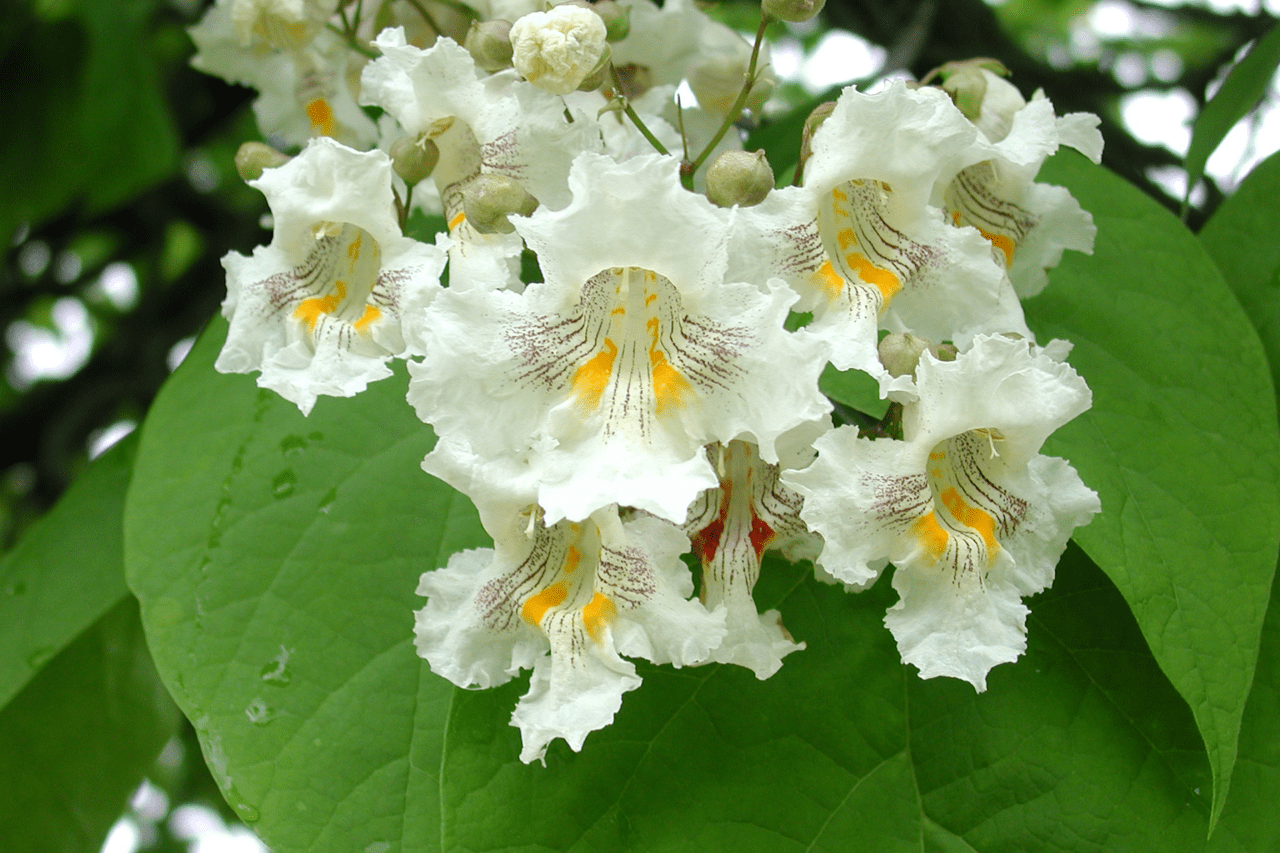 Northern Catalpa Catalpa Speciosa