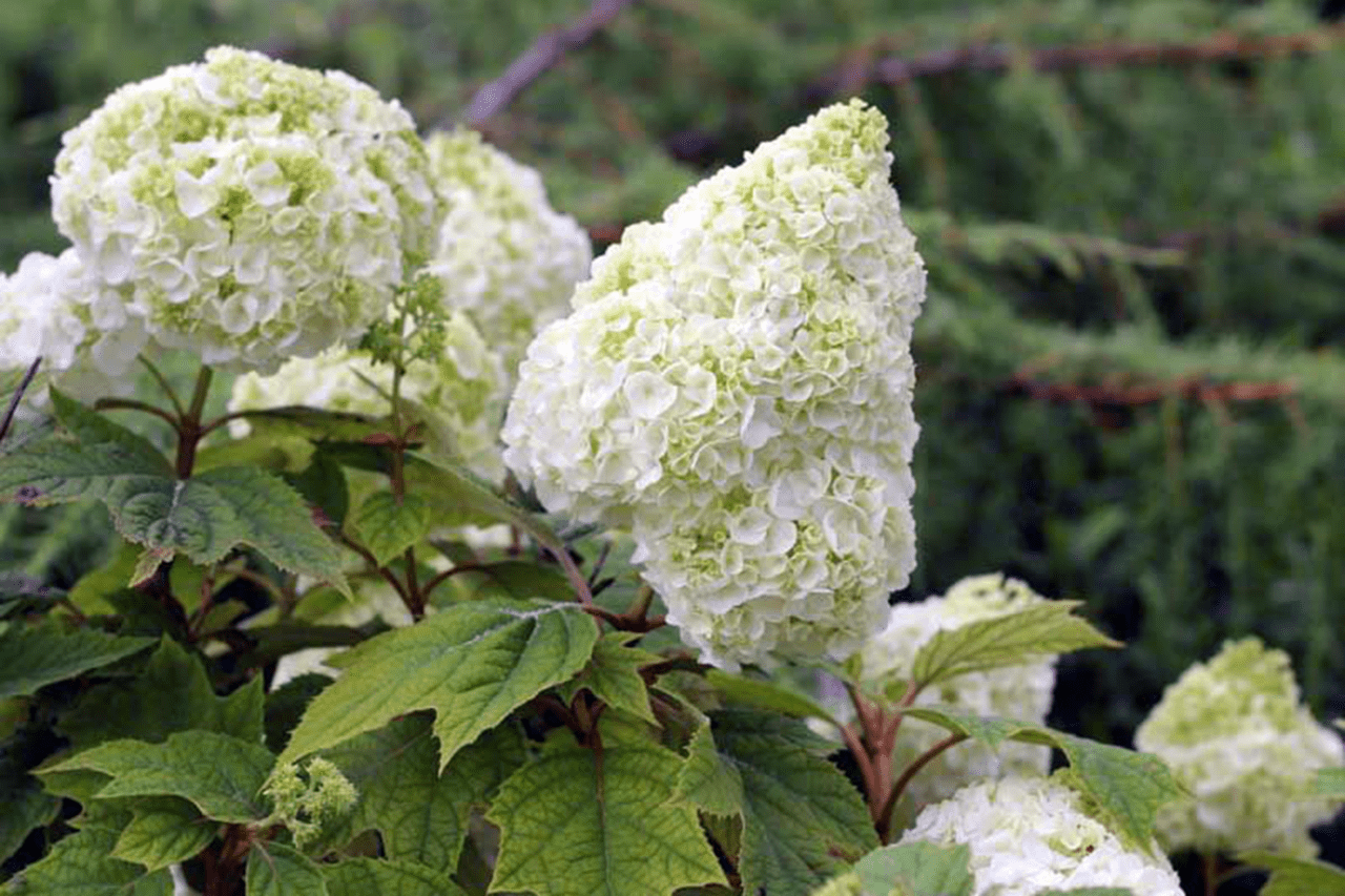 Oakleaf Hydrangea