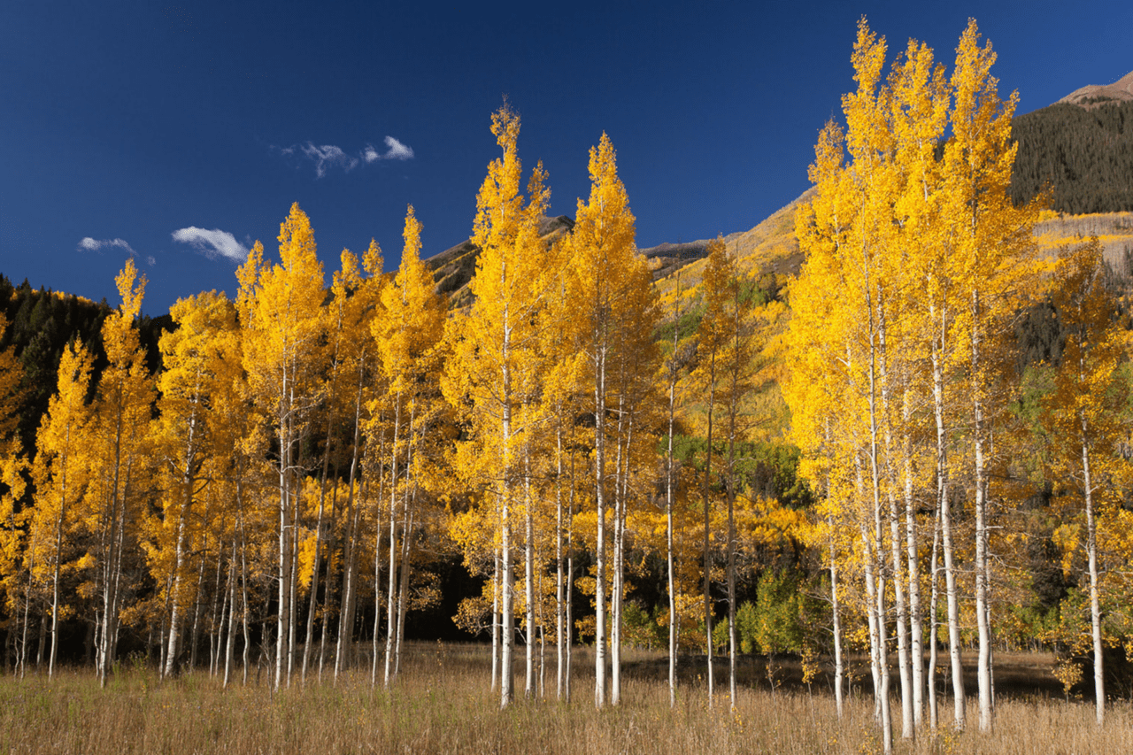 Quaking Aspen