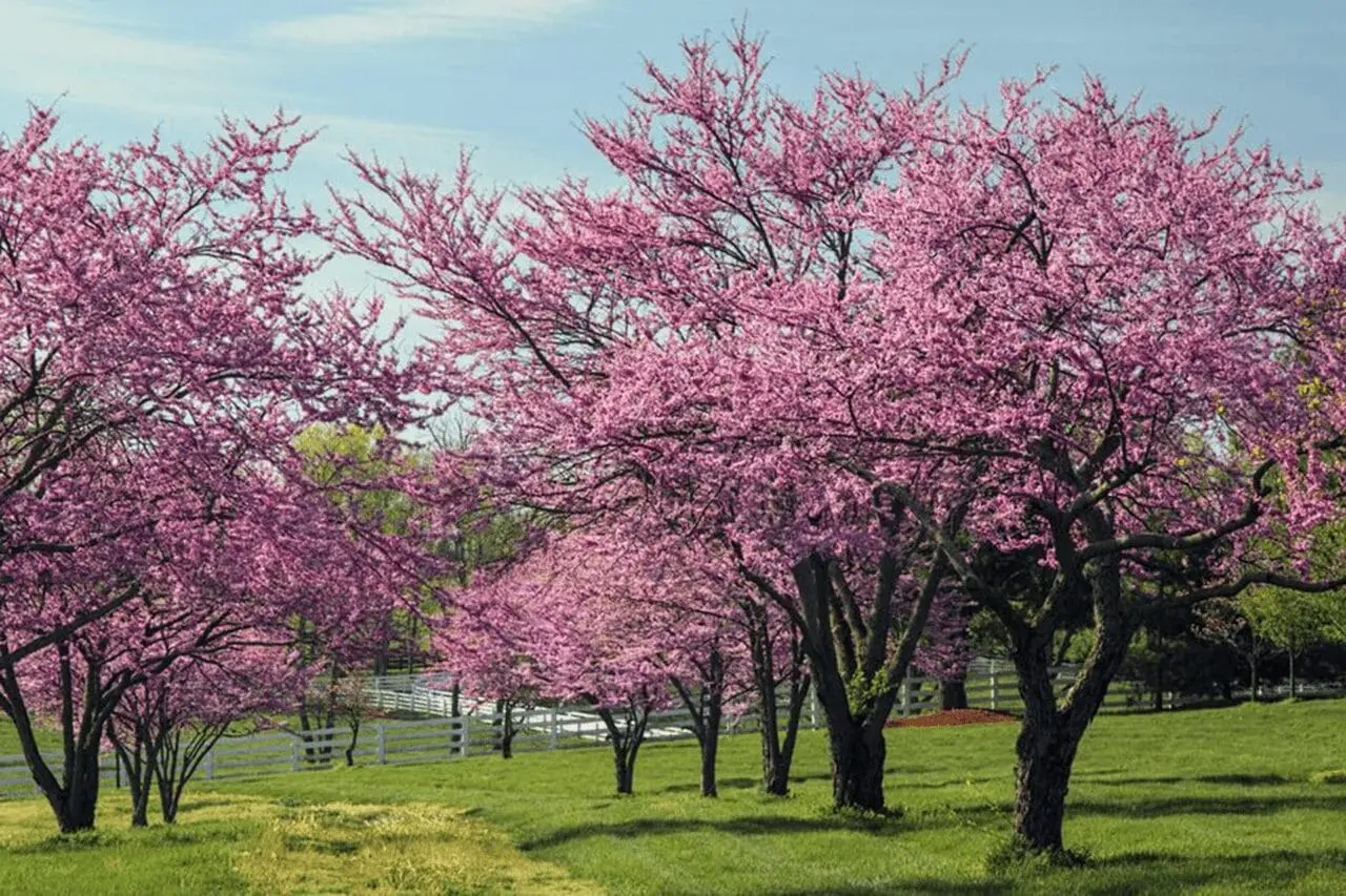 Redbud